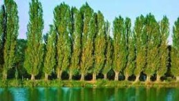 KAVAK AĞACI